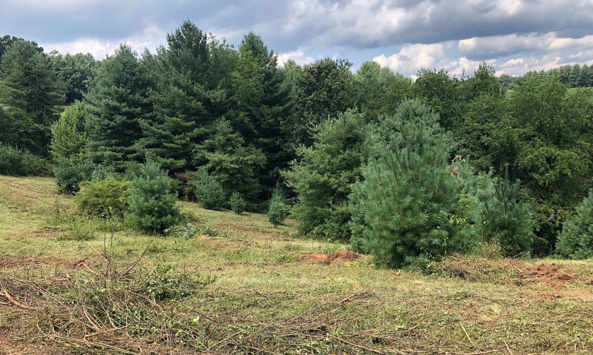 Image number 1 for the current listing