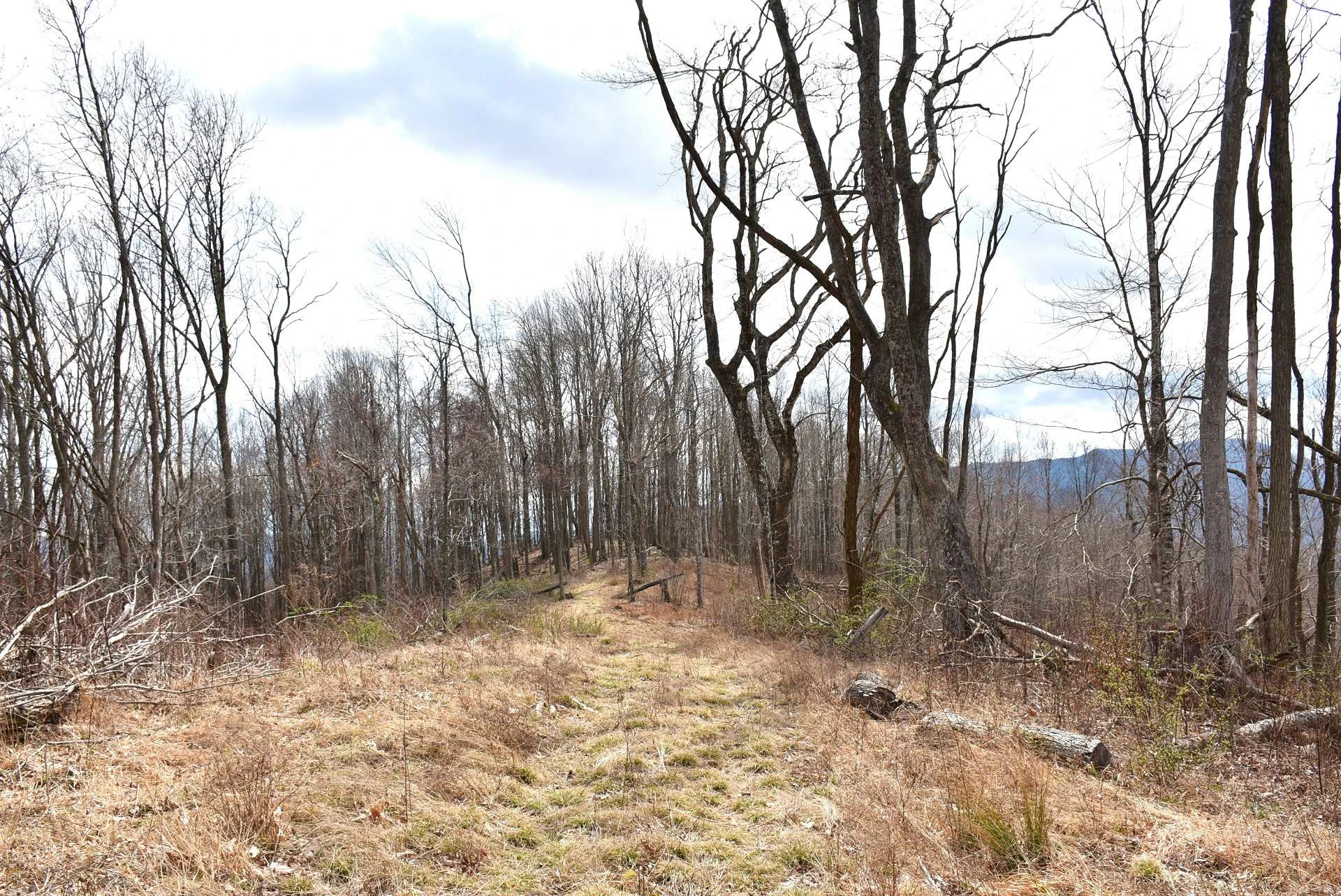 Image number 4 for the current listing