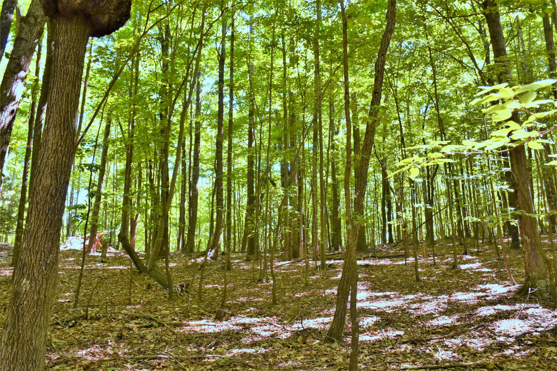 Image number 6 for the current listing