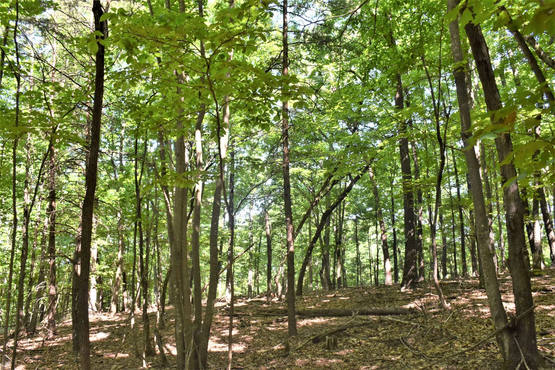 Image number 14 for the current listing