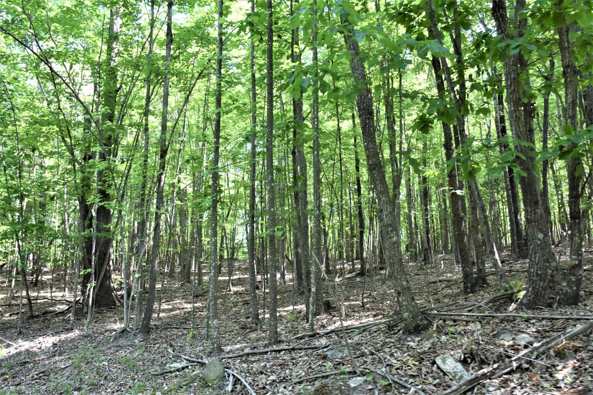 Image number 2 for the current listing
