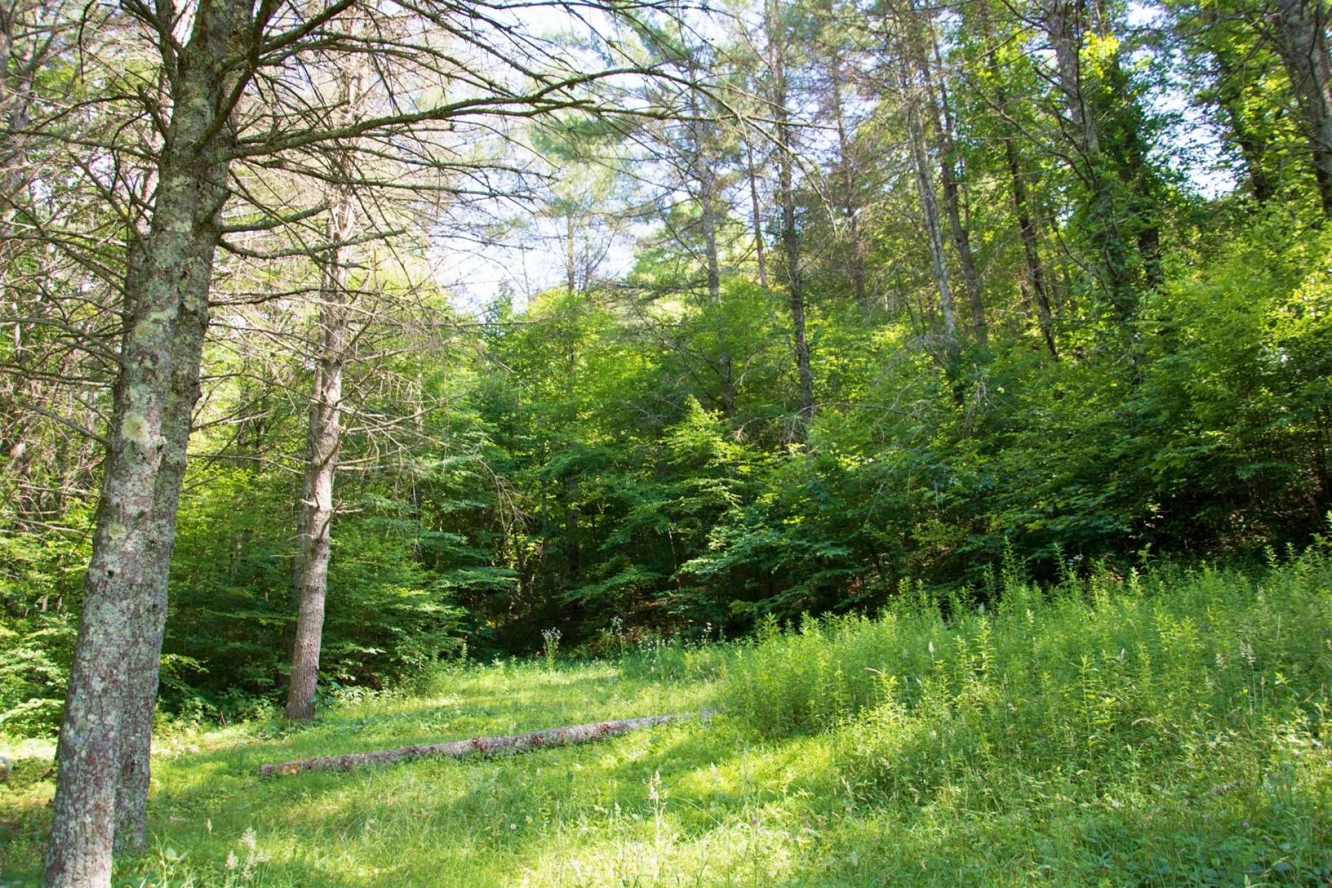 Image number 3 for the current listing