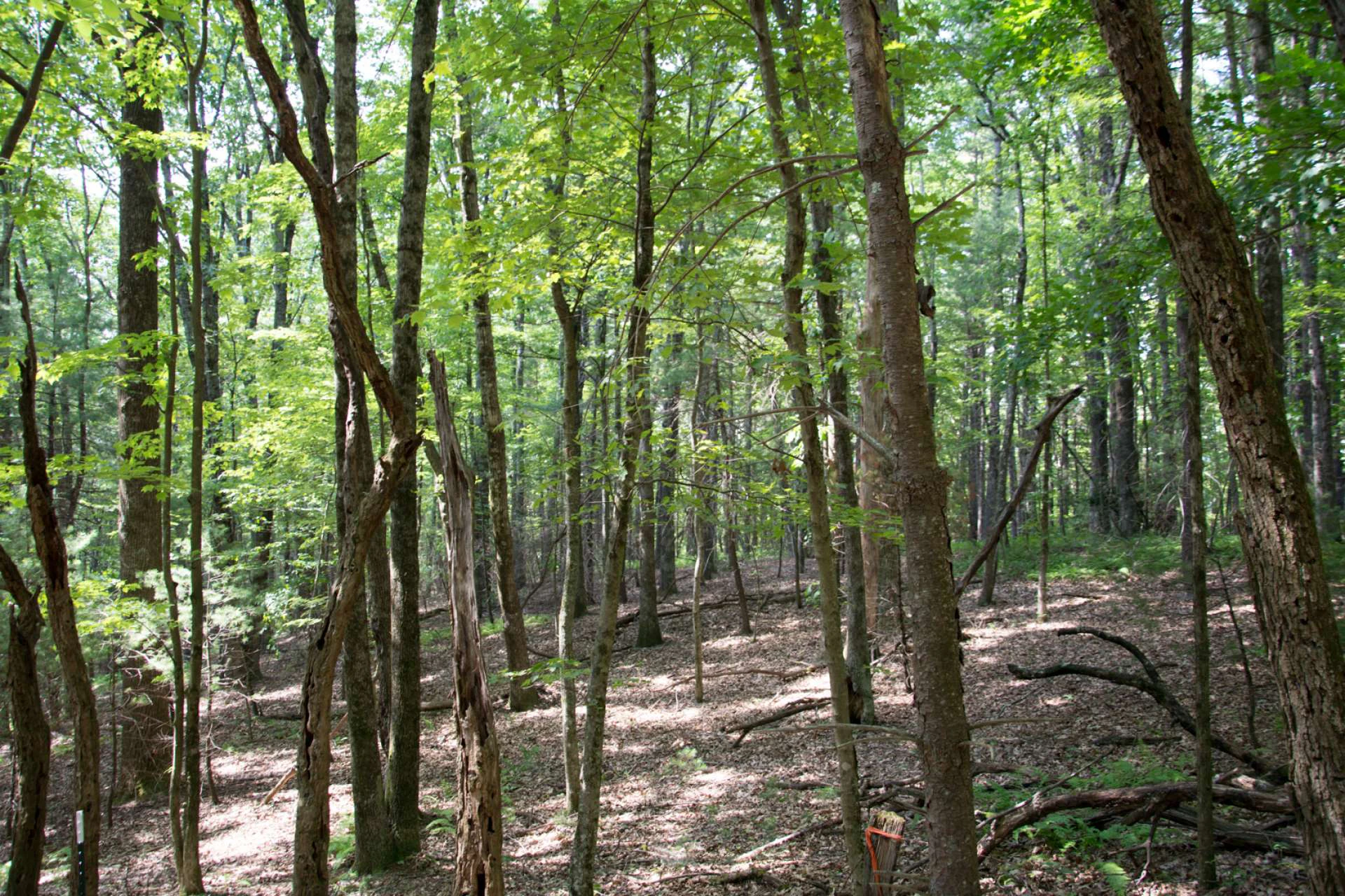 Image number 7 for the current listing