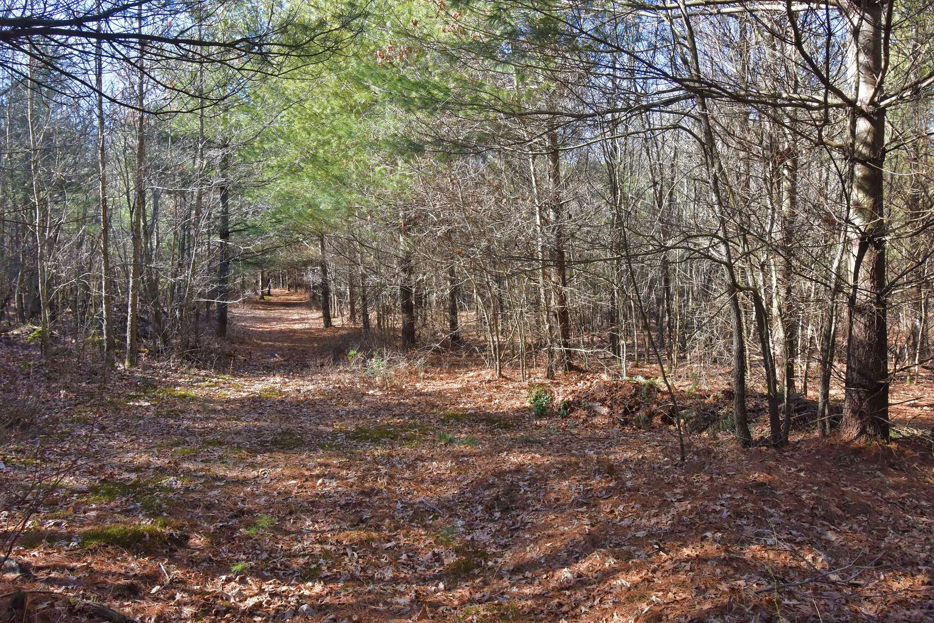 Image number 5 for the current listing