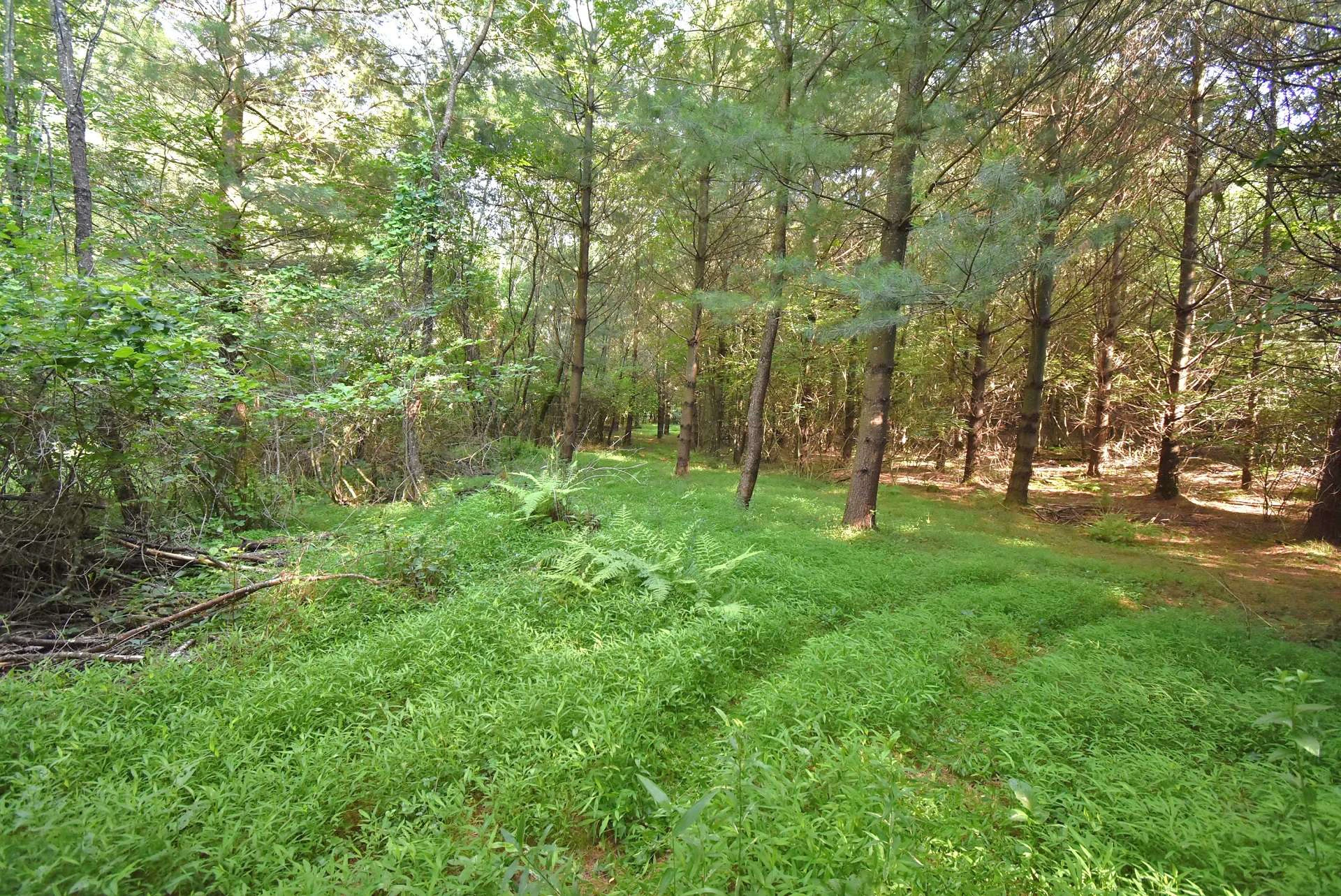 Image number 4 for the current listing
