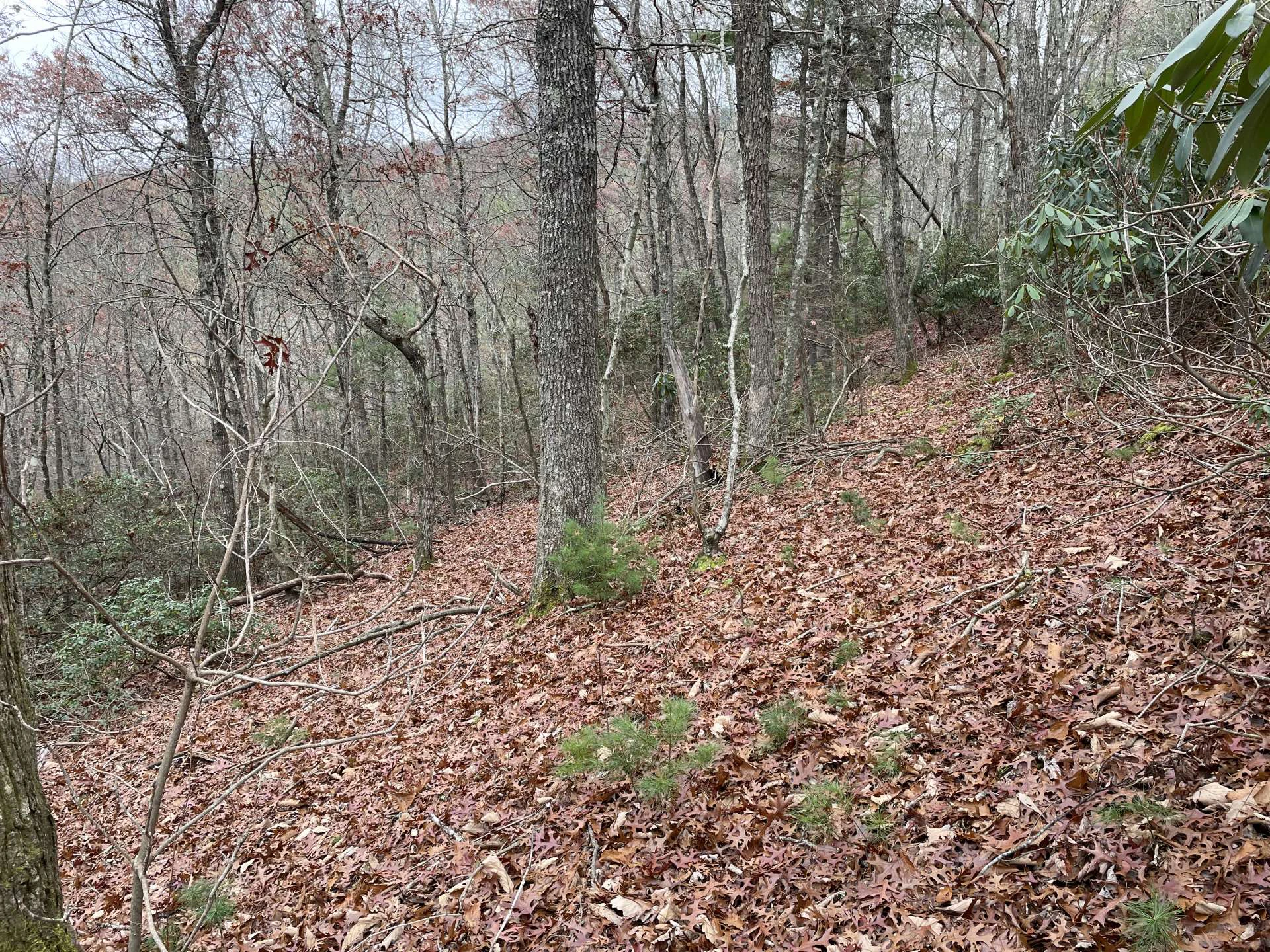 Image number 2 for the current listing
