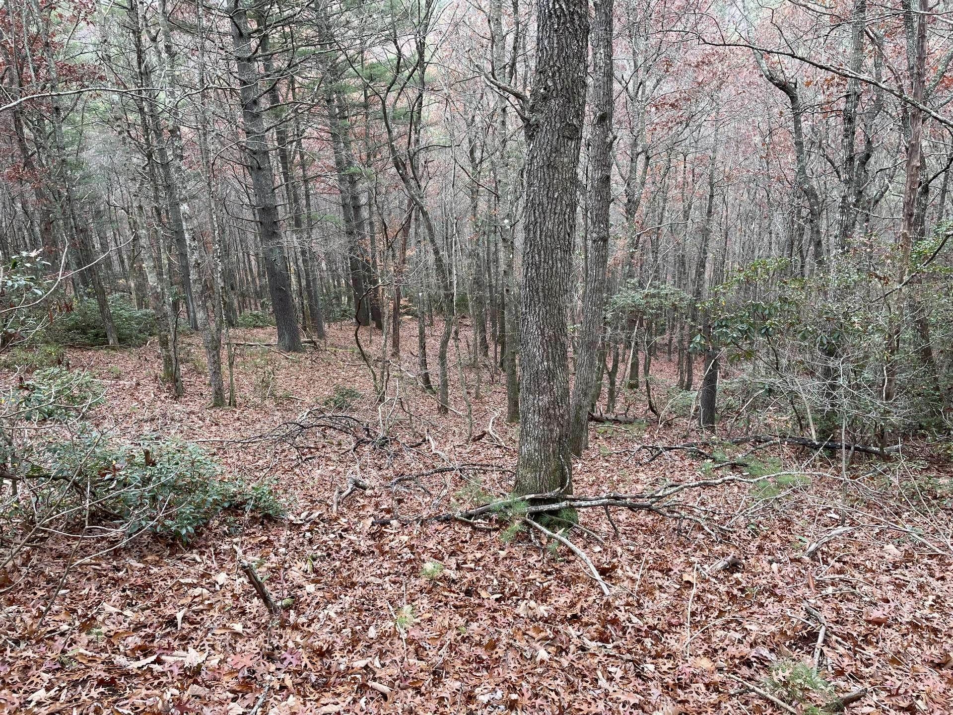 Image number 3 for the current listing