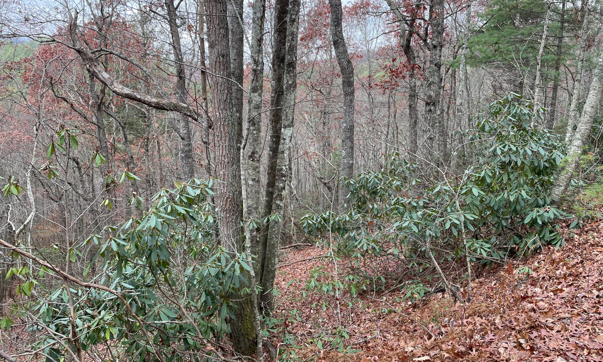 Image number 1 for the current listing