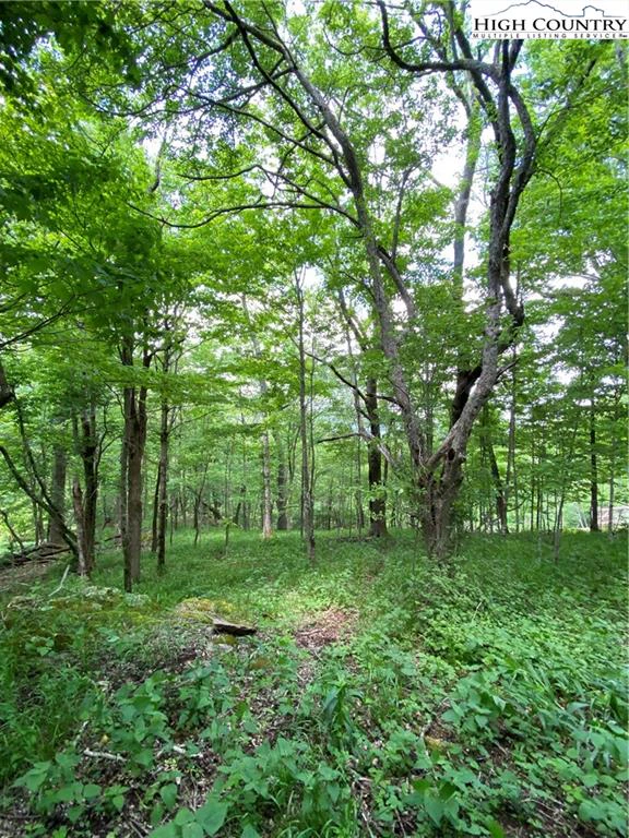 Image number 4 for the current listing