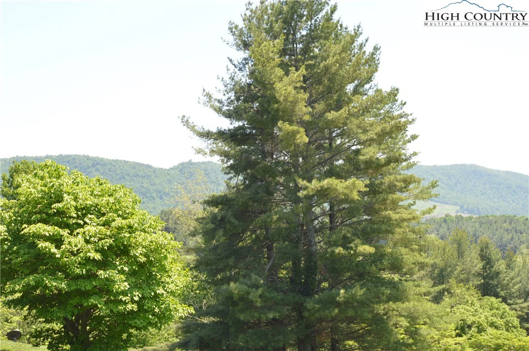 Image number 5 for the current listing