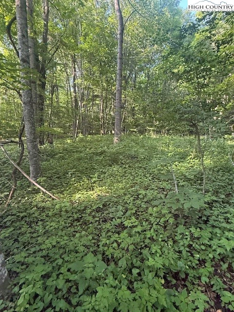 Image number 4 for the current listing