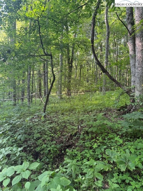 Image number 1 for the current listing