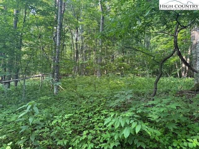 Image number 1 for the current listing