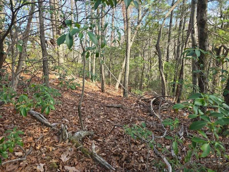 Image number 2 for the current listing