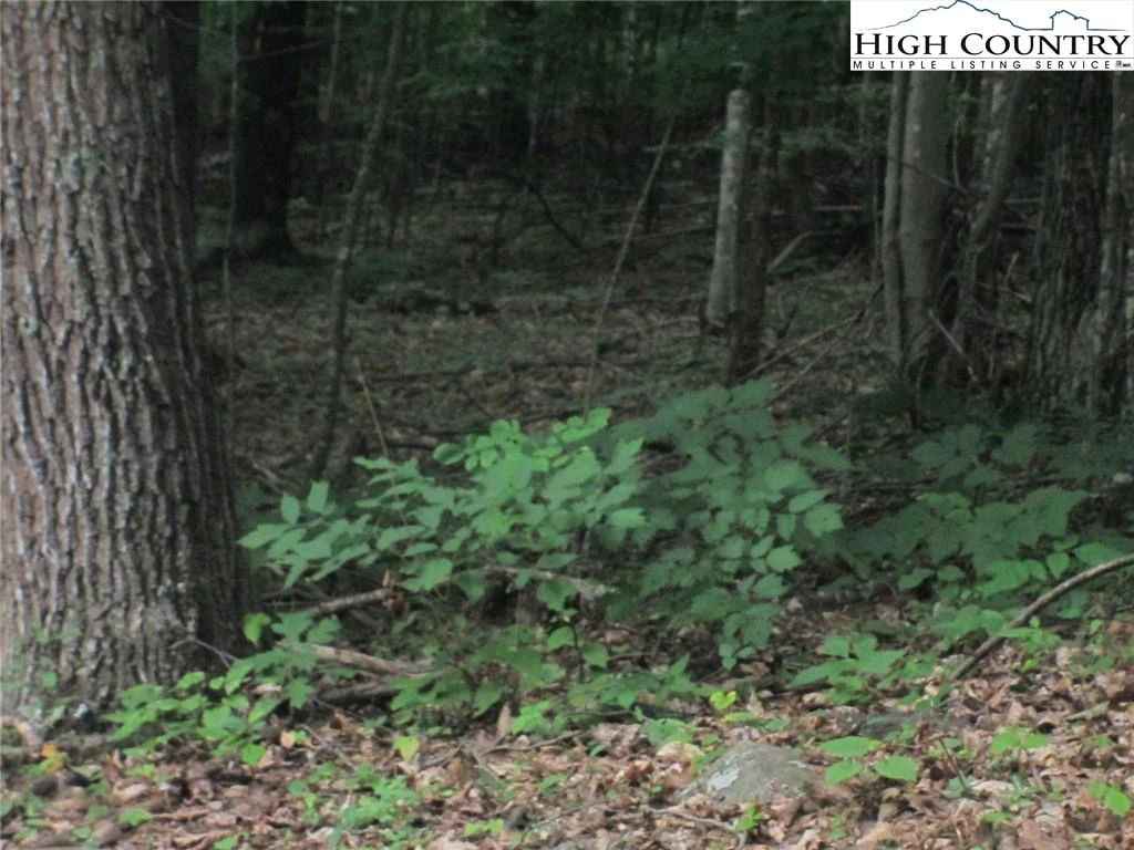Image number 1 for the current listing