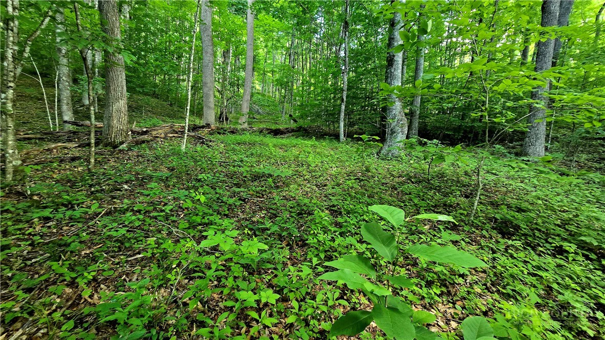 Image number 3 for the current listing