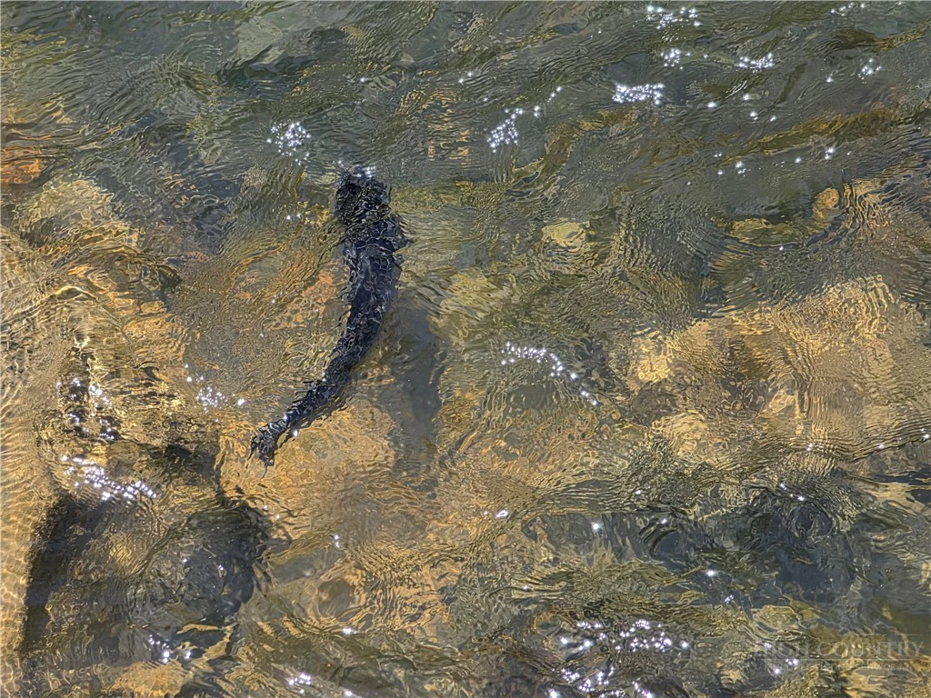 Image number 7 for the current listing