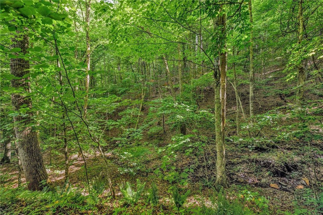 Image number 14 for the current listing