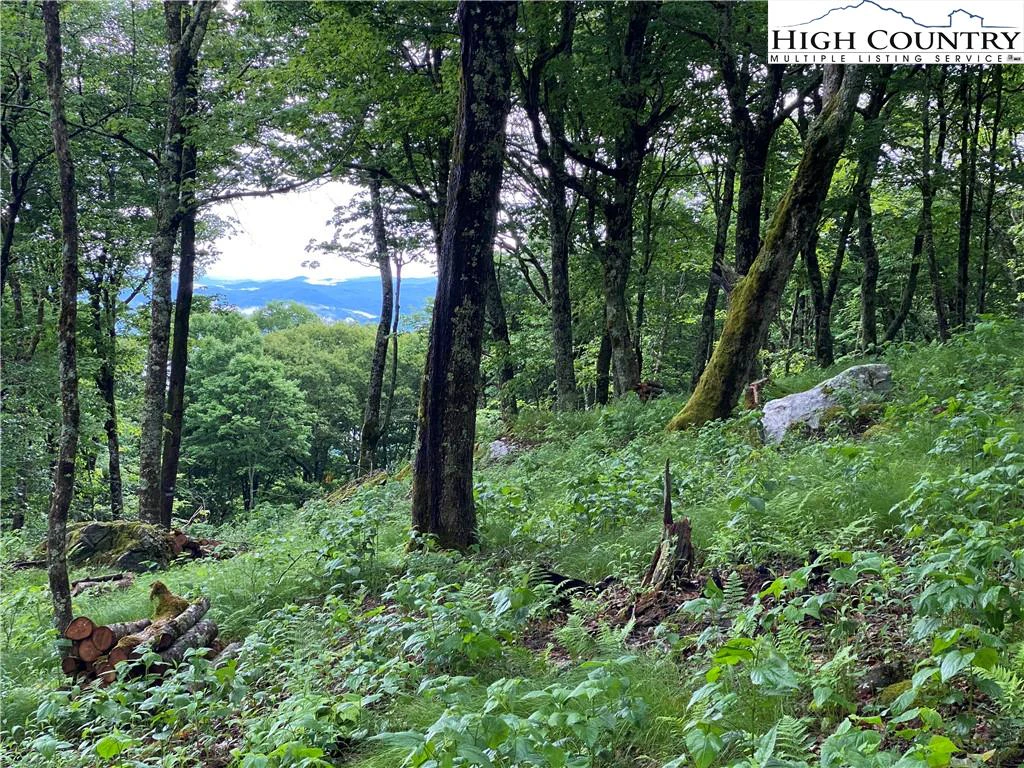 Image number 14 for the current listing