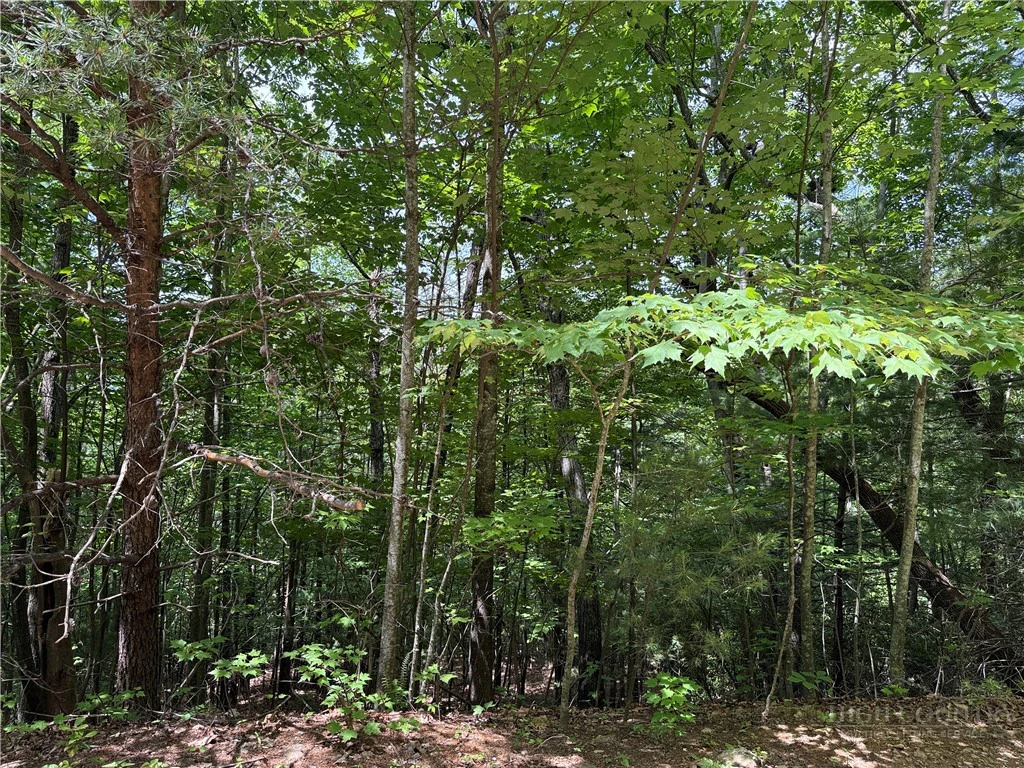 Image number 1 for the current listing