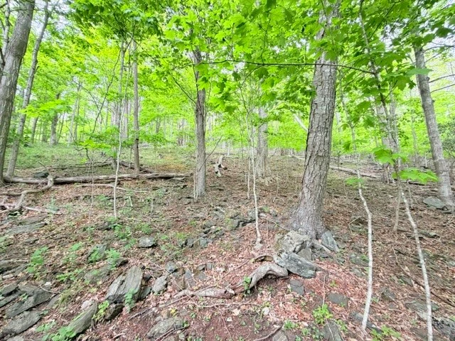 Image number 11 for the current listing