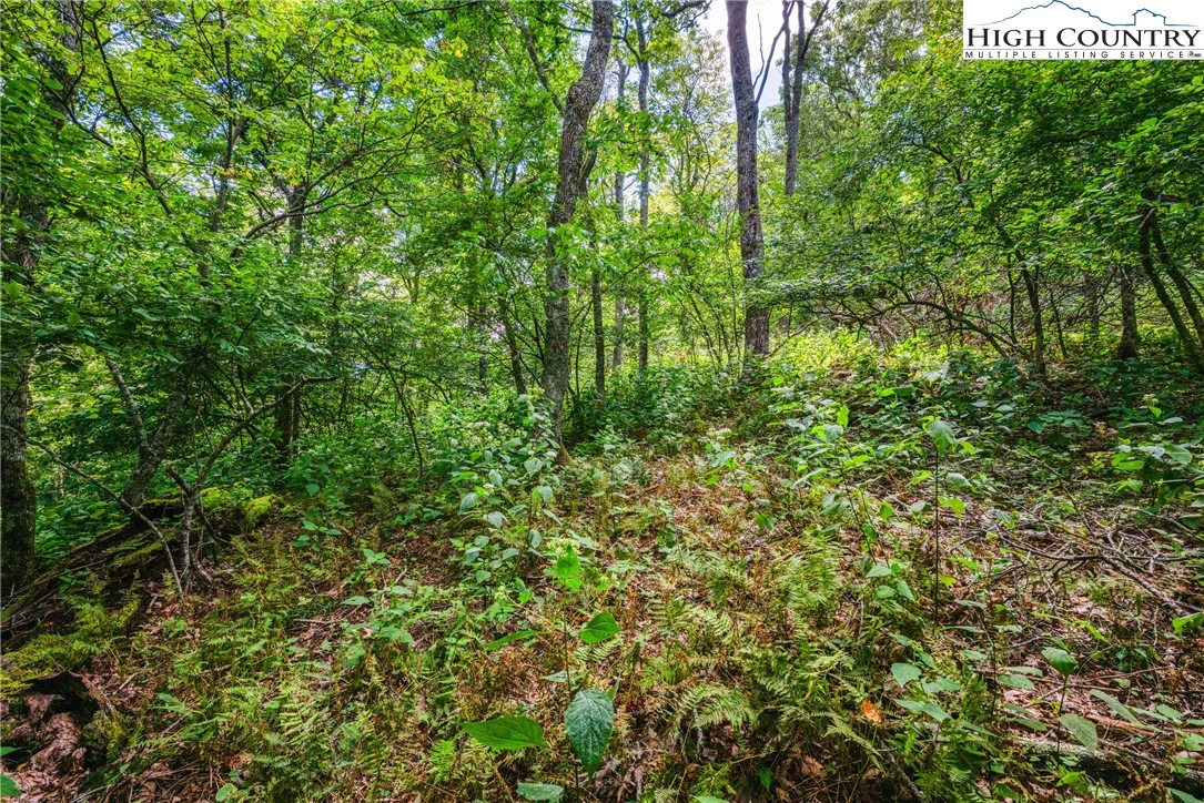 Image number 12 for the current listing