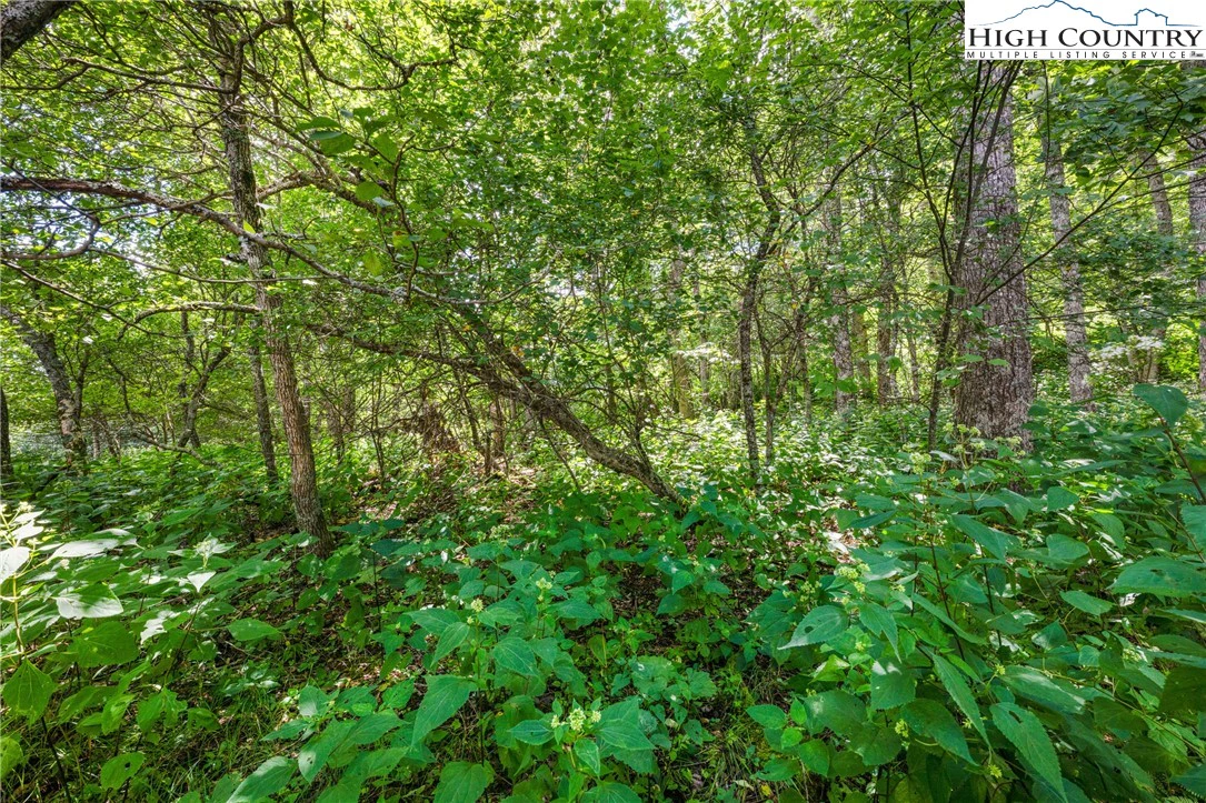 Image number 7 for the current listing