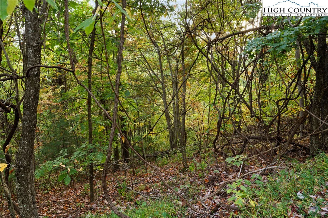 Image number 1 for the current listing