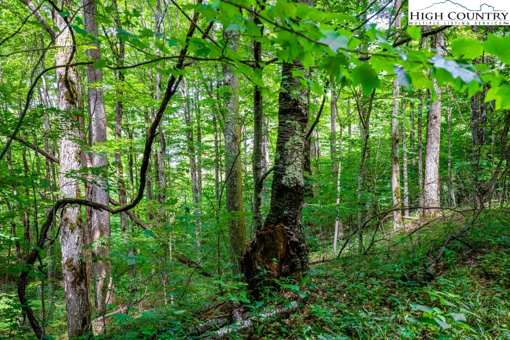 Image number 1 for the current listing