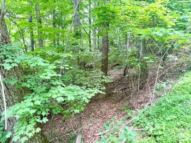 Image number 4 for the current listing