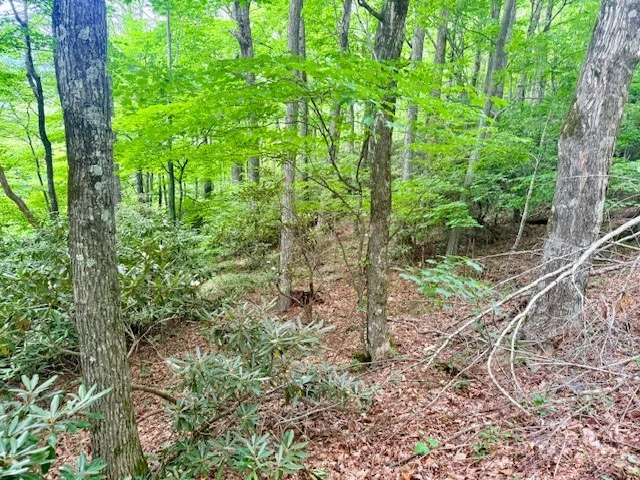 Image number 7 for the current listing