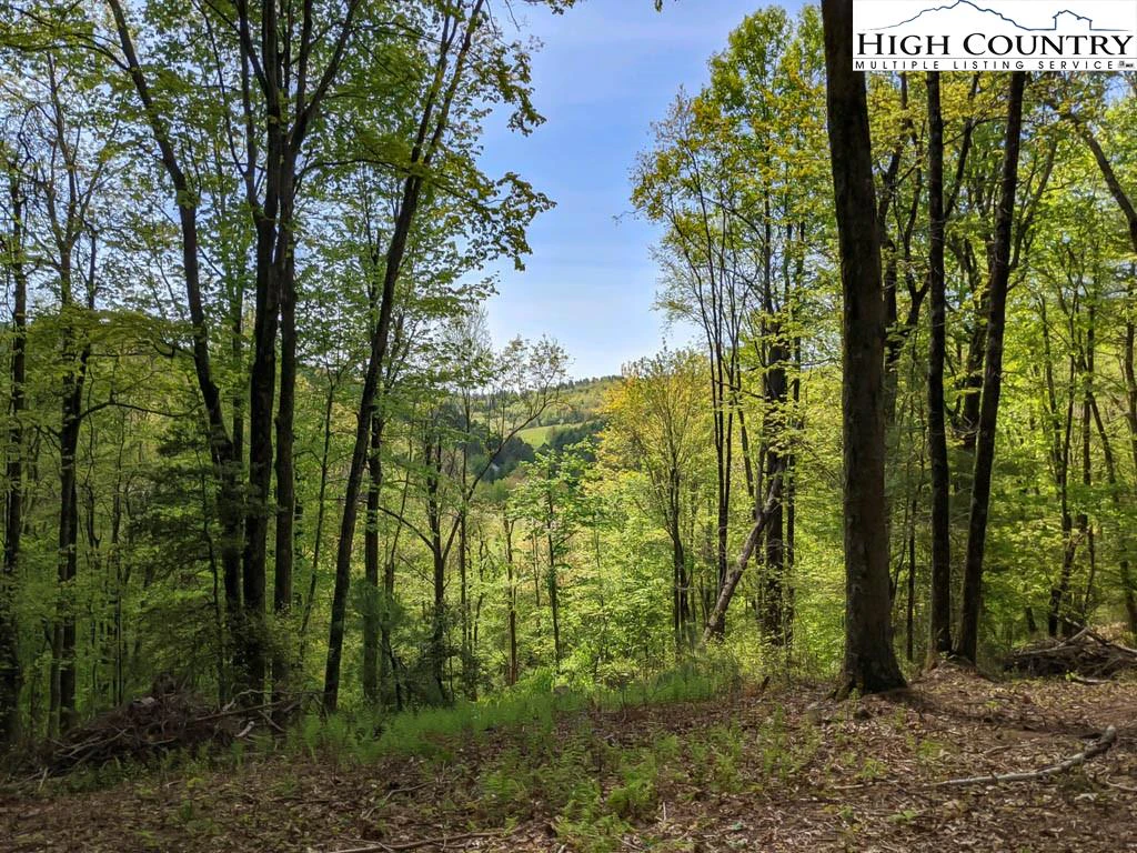 Image number 1 for the current listing