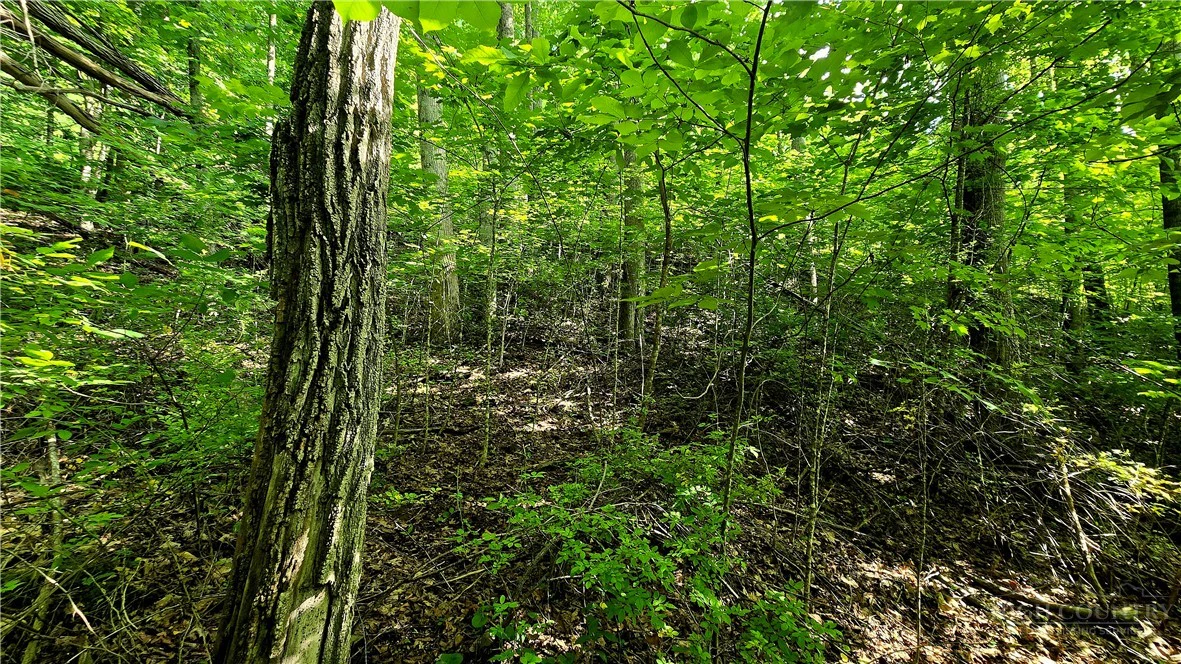 Image number 7 for the current listing