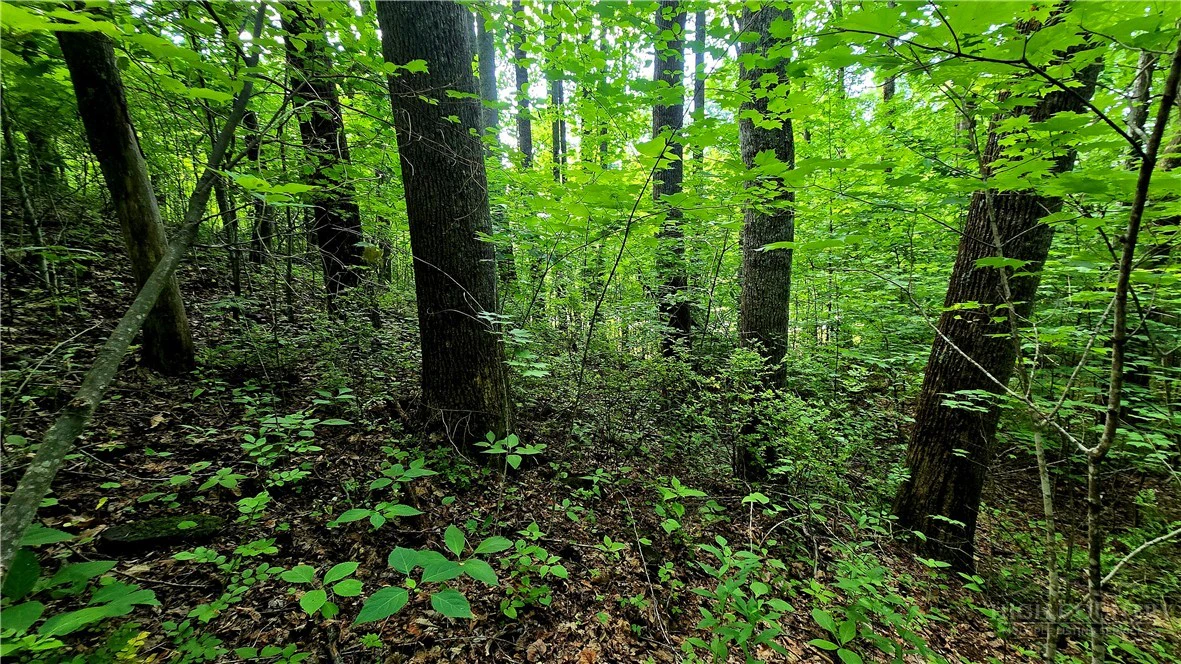 Image number 11 for the current listing