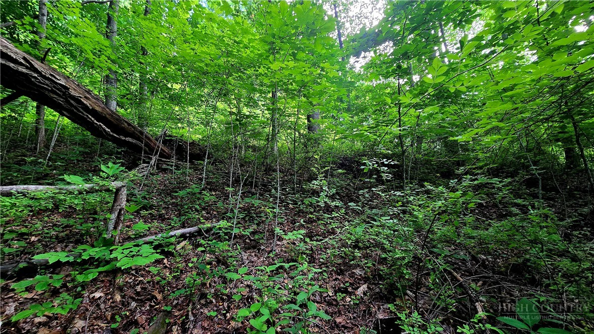 Image number 12 for the current listing
