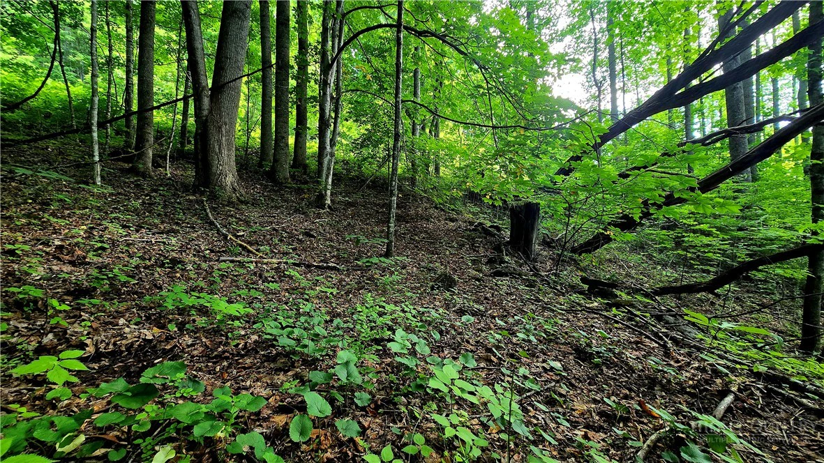 Image number 13 for the current listing