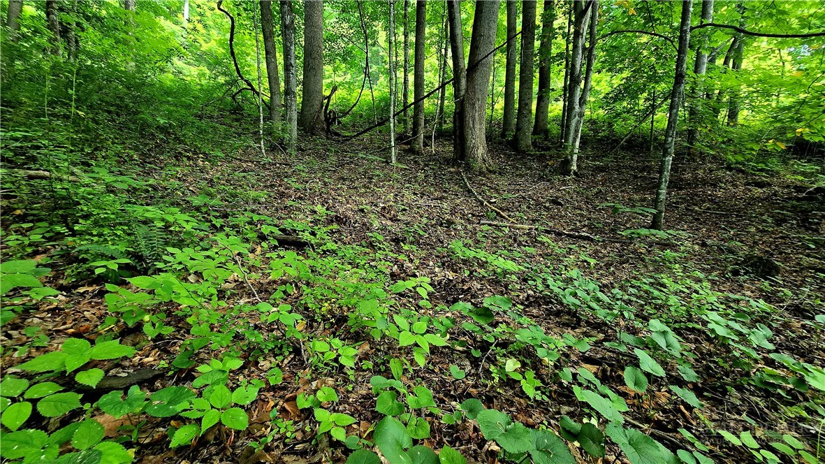 Image number 1 for the current listing