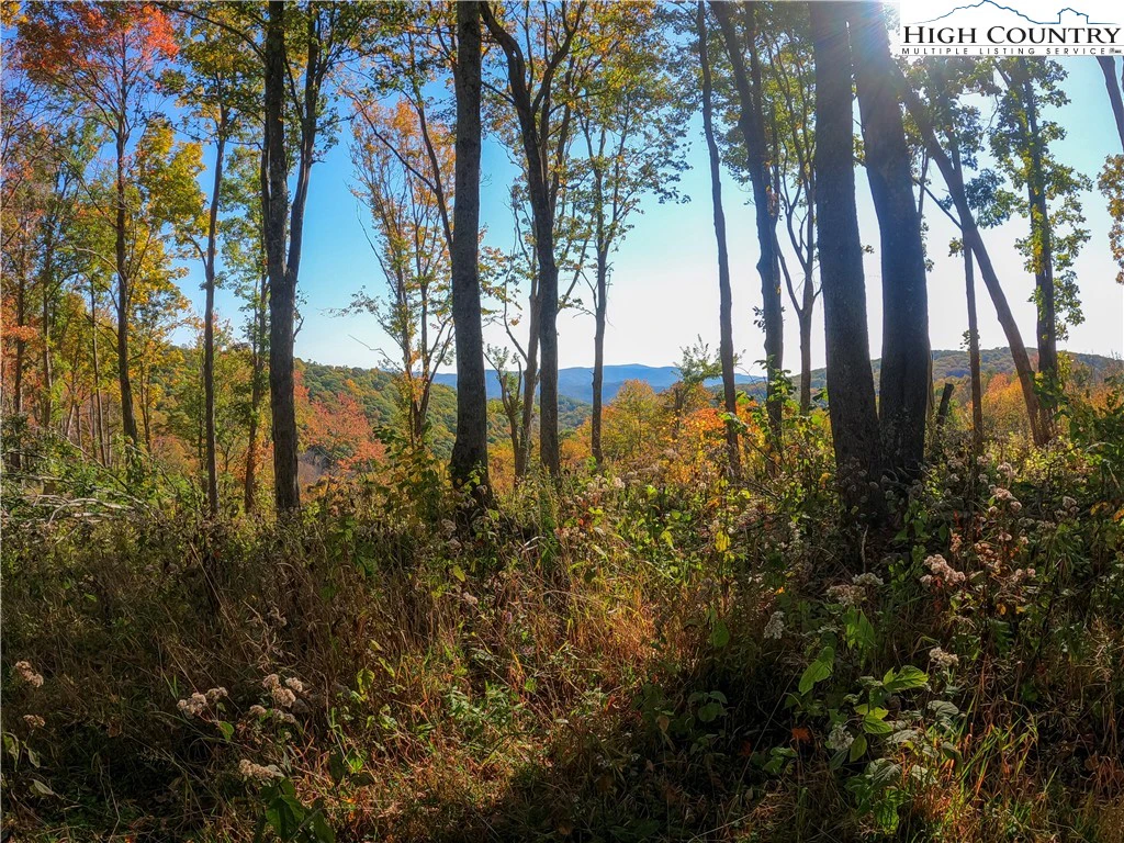 Image number 14 for the current listing