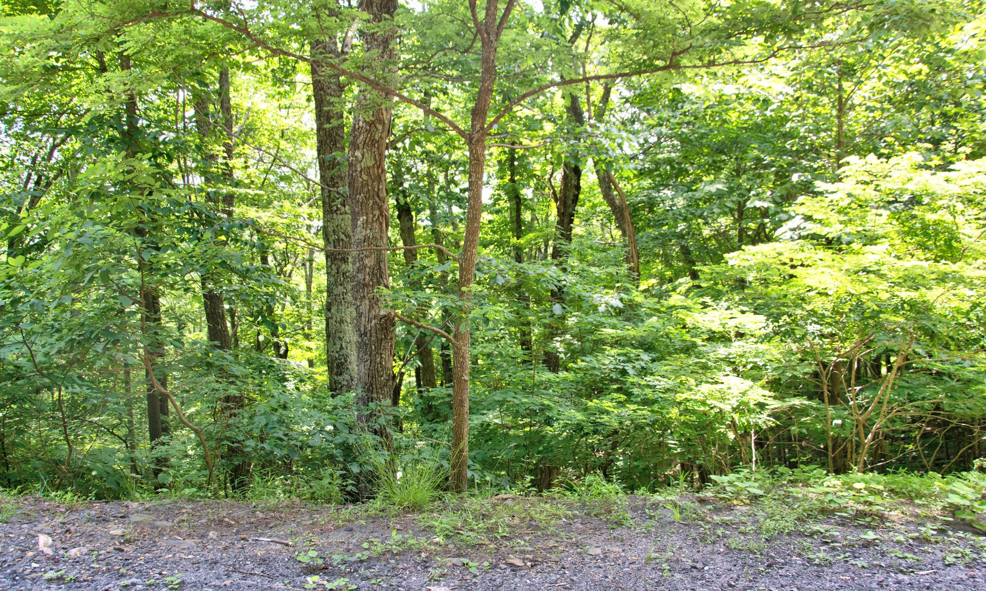 Image number 1 for the current listing