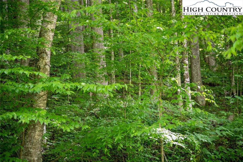 Image number 1 for the current listing