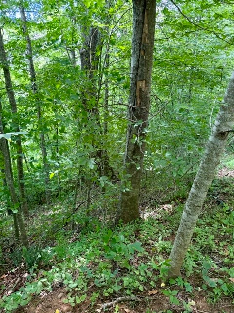 Image number 6 for the current listing
