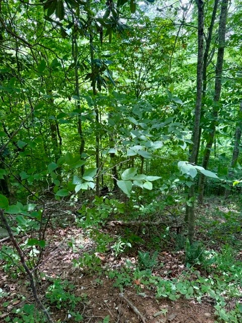 Image number 7 for the current listing