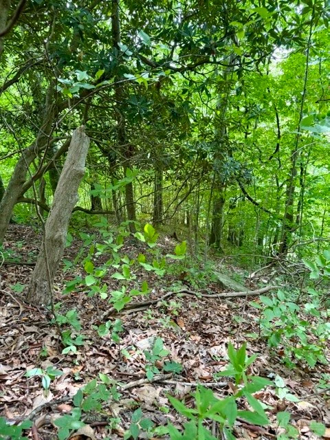 Image number 9 for the current listing