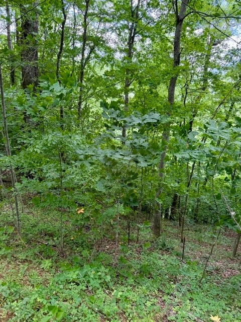 Image number 12 for the current listing