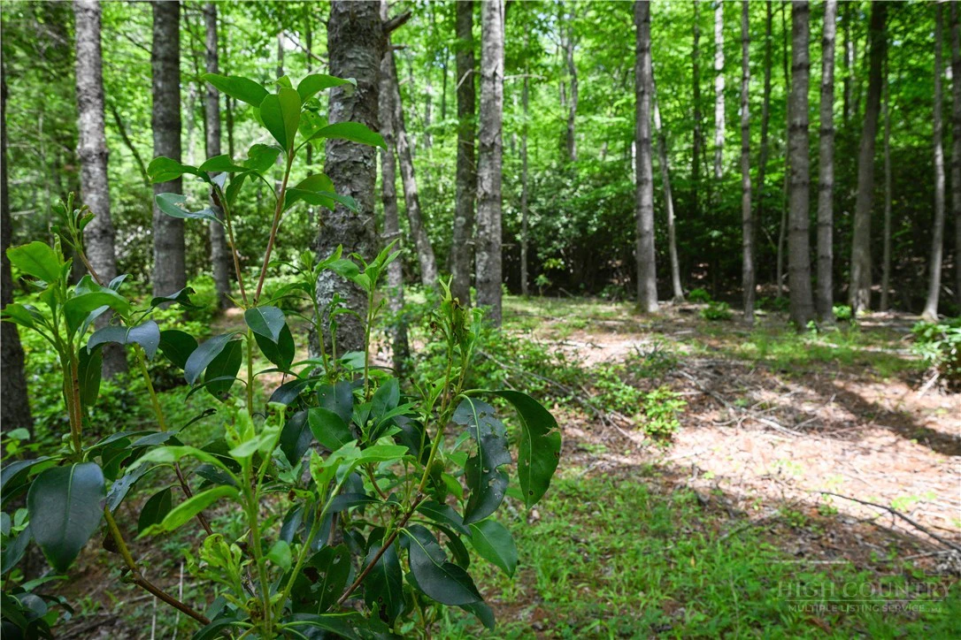 Image number 8 for the current listing