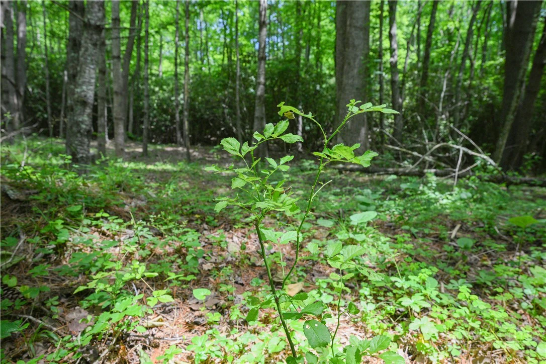 Image number 7 for the current listing