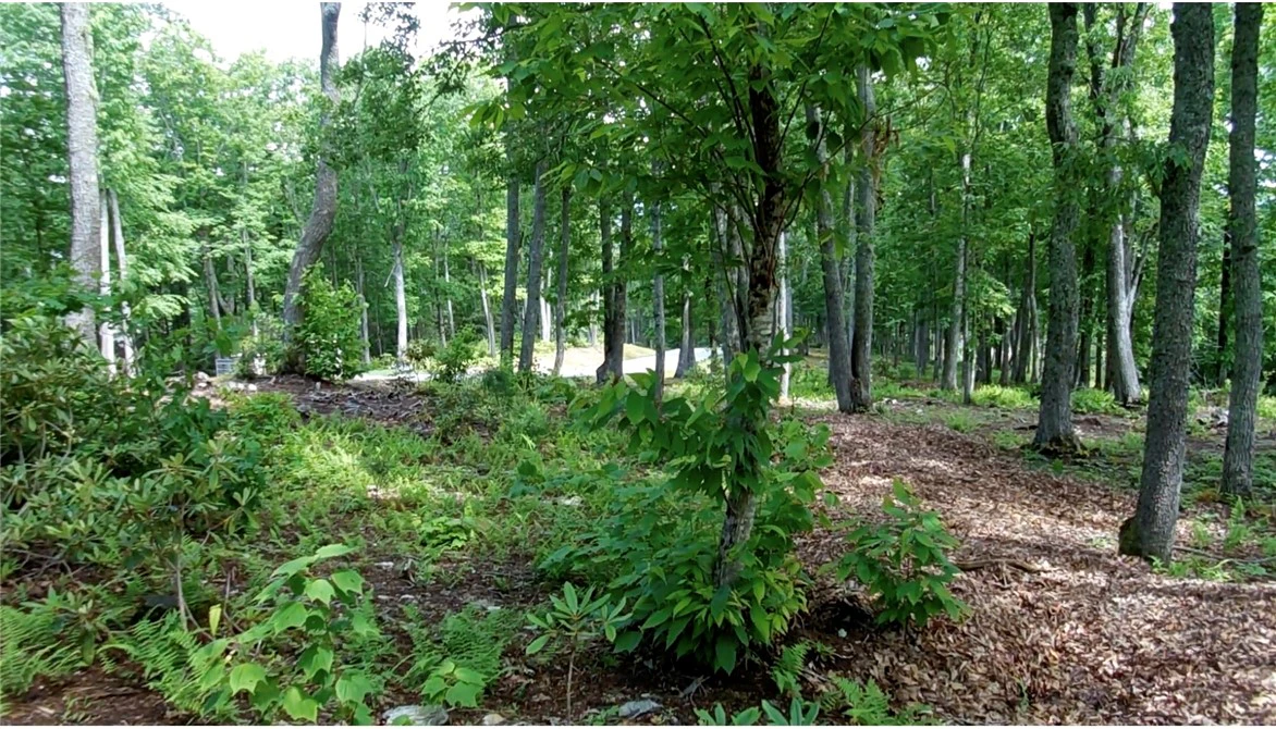 Image number 11 for the current listing
