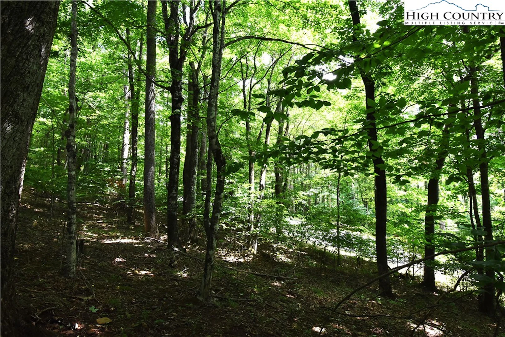 Image number 1 for the current listing