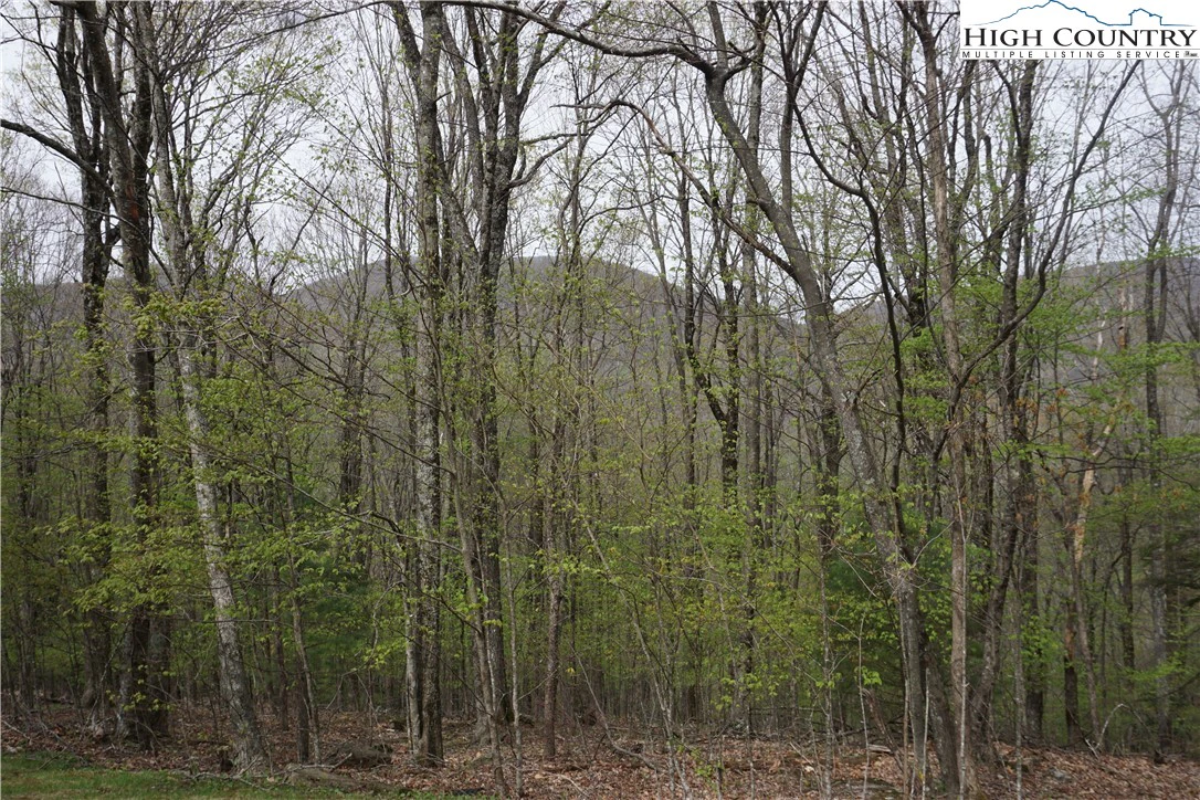 Image number 7 for the current listing