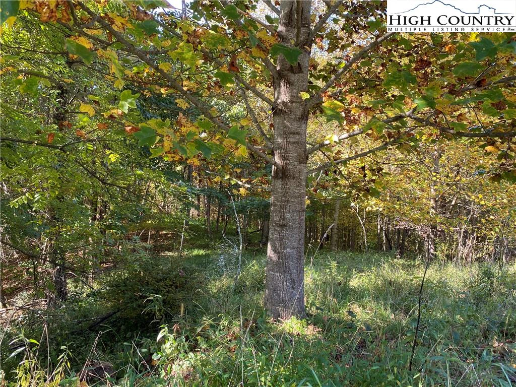 Image number 12 for the current listing